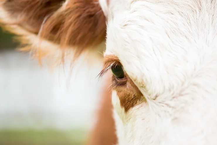 A close look of a white Cow eye