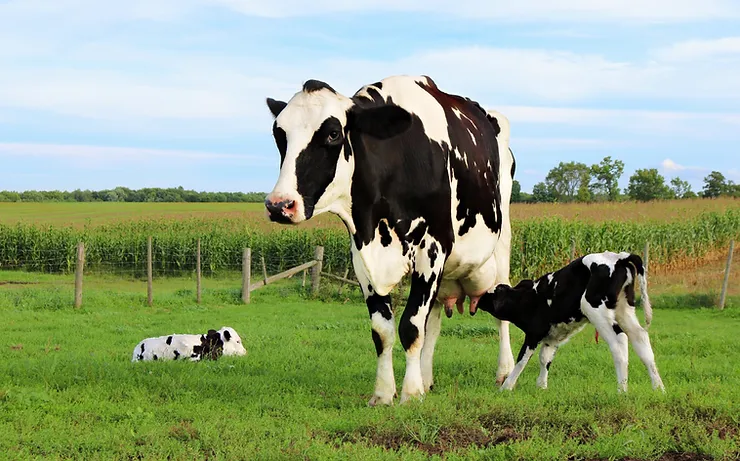 A Cow feeding its calf in a beautiful green fields