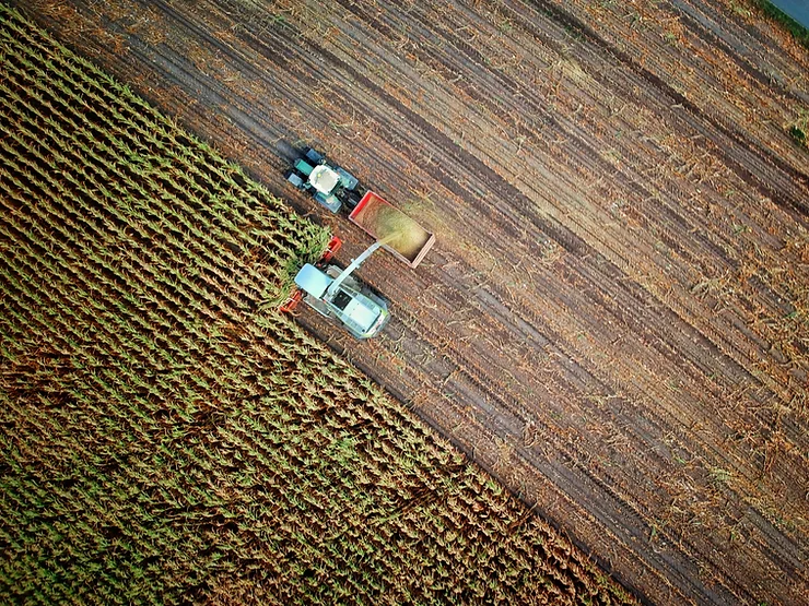 Harvesting in progress in an agricultural field, with a machine cutting the crops