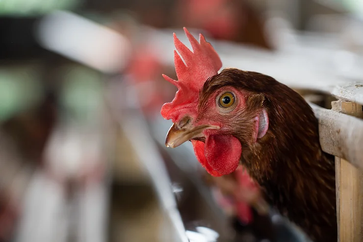 A closeup of a red headed hen