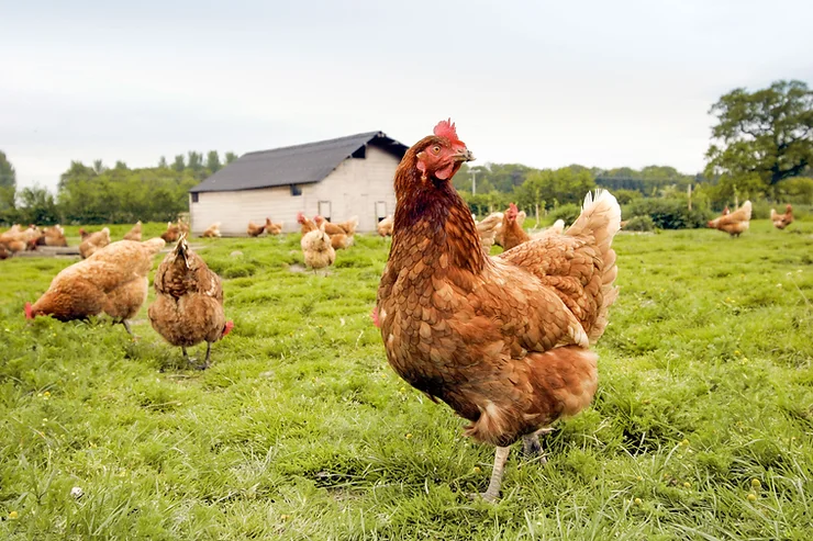 A flock of hens busily pecking at grains spread throughout an agricultural field