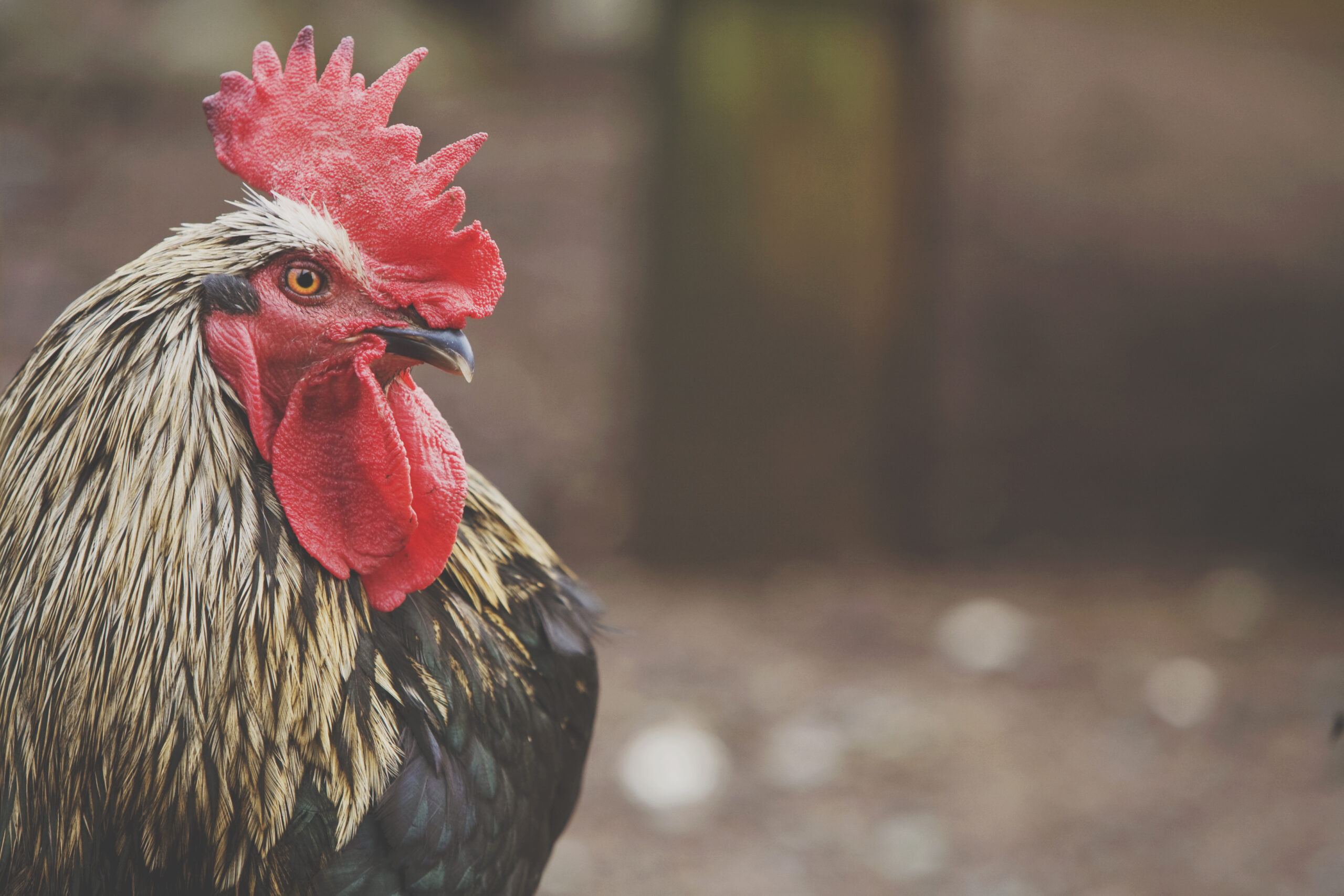 close up of the head of a hen
