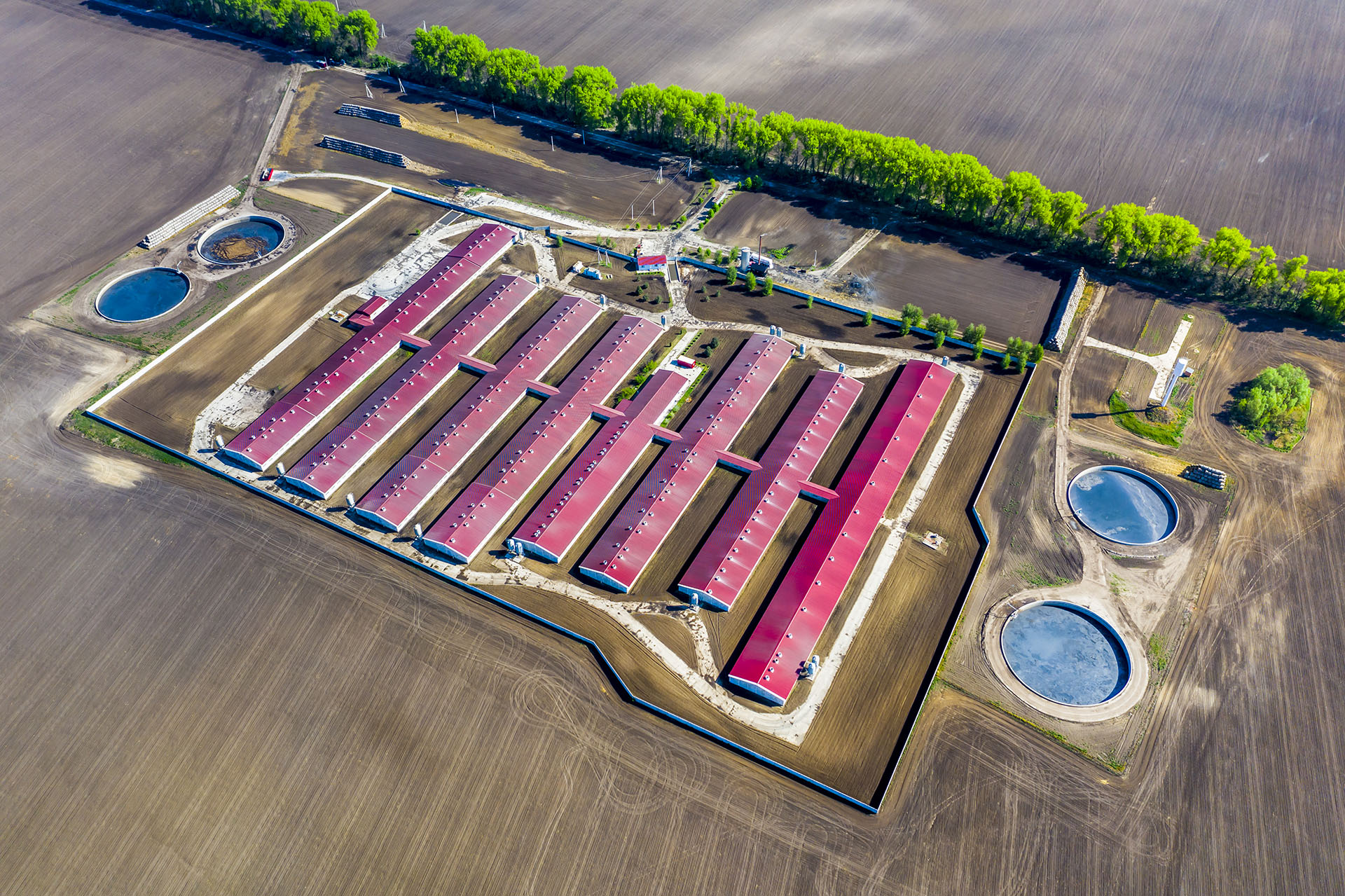 Aerial view of a large pig farm on an agricultural field in spring.