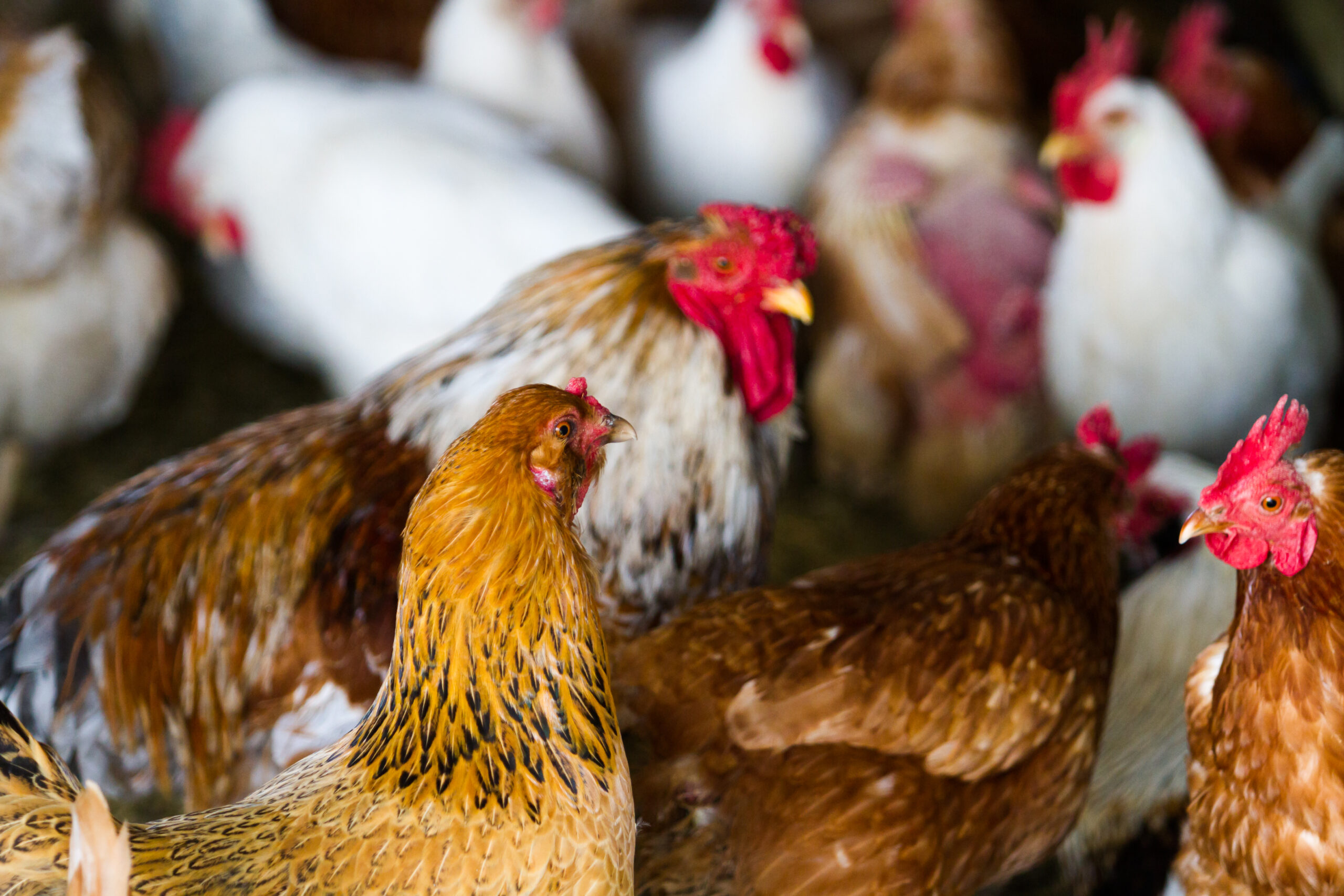 Free rrange chickens on organic farm.
