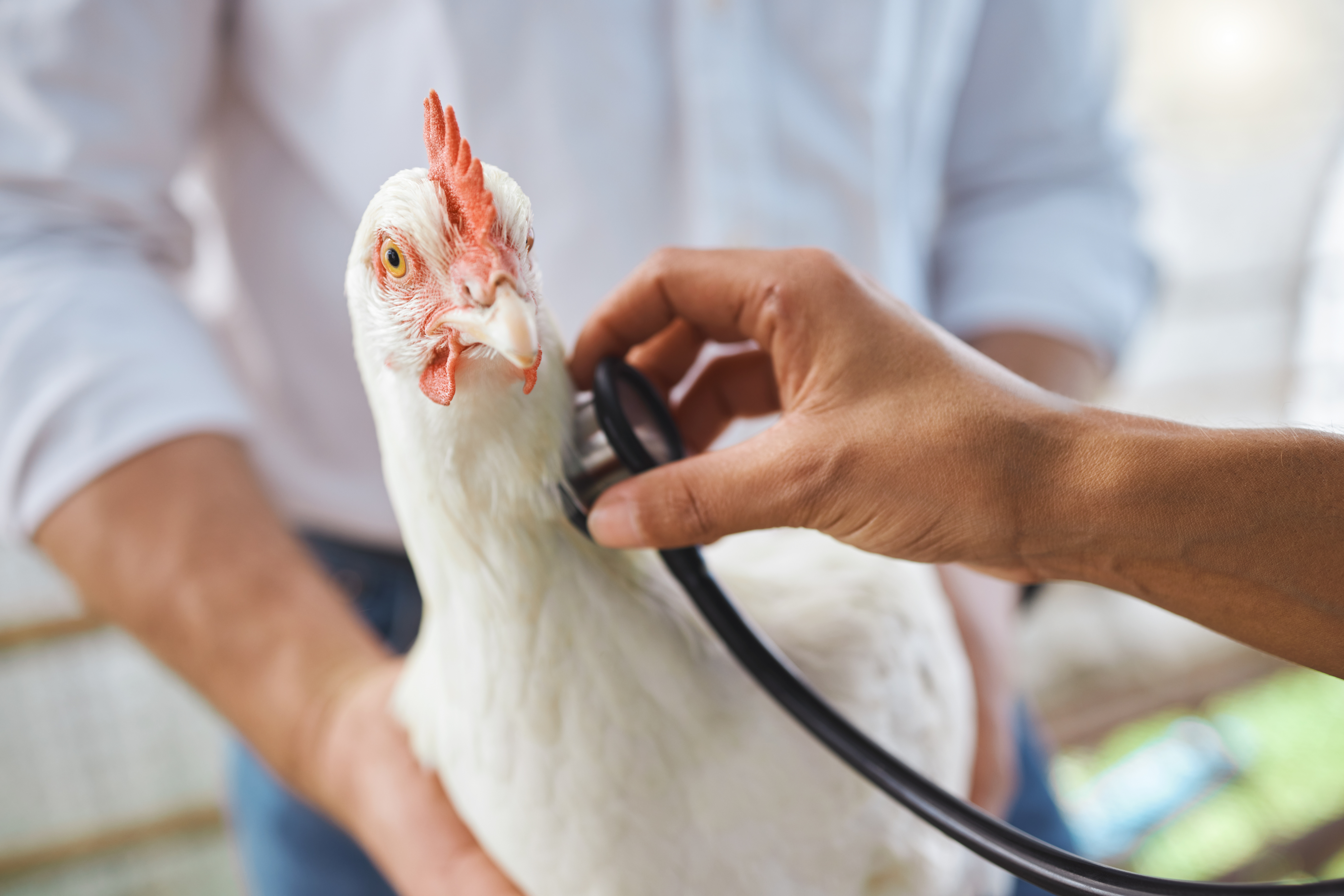 Healthcare, check and vet hands on a chicken for protection from virus, disease and illness on a fa.