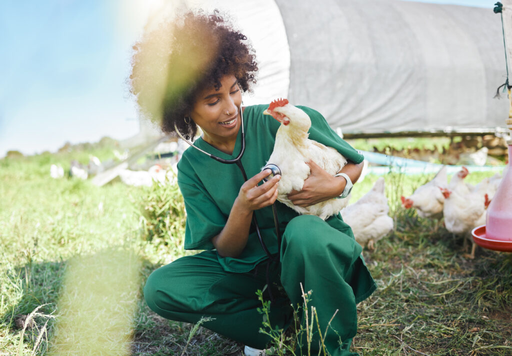Agriculture, veterinary and black woman with stethoscope and chicken for health check, wellness and.
